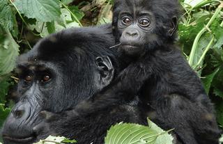 Mother and Child Nkuringo Gorillas