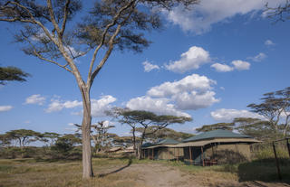 Acacia Migration Camp