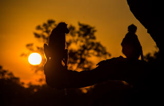 Baboons at Sunset