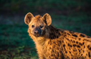 Hyena in the Golden Hour