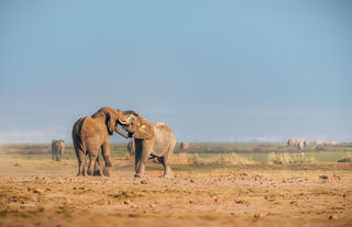 Tortilis Camp Amboseli