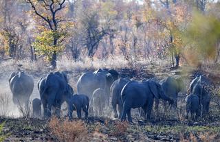 Robins Camp Wildlife Elephants