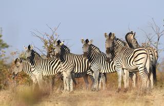 Robins Camp Wildlife Zebra