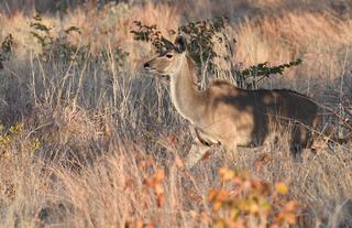 Robins Camp Wildlife Kudu