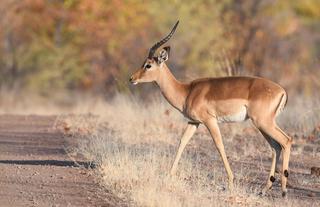 Robins Camp Wildlife Impala