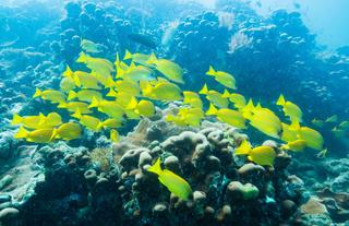 Azura Quilalea Private Island