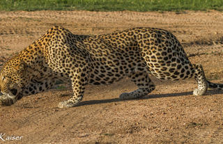 Thornybush Nature Reserve