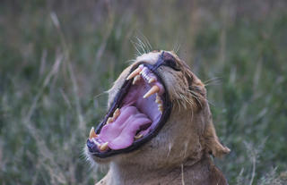 Thornybush Nature Reserve
