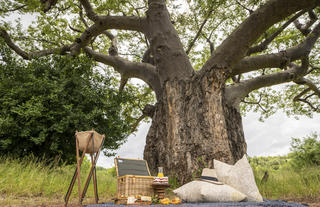 Picnic under a Baobab Tree