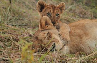 Lioness and her cub