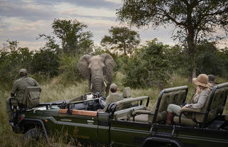 Game Drive with Elephants