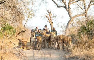 Game Drive with Lions