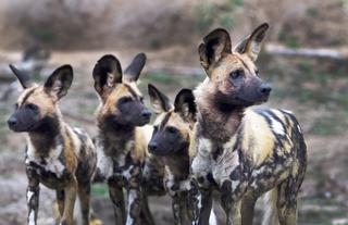 Wild Dogs