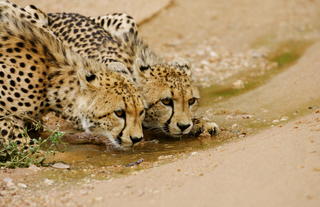 Cheetah drinking near the lodge