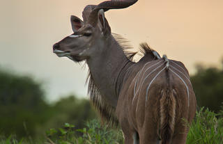 Motswari Private Game Reserve | Antelope