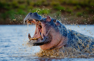 Motswari Private Game Reserve | Hippo