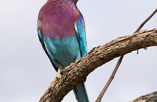 Motswari Private Game Reserve | Bird