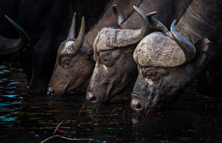 Motswari Private Game Reserve | Buffalo