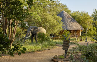 Motswari Private Game Reserve | Elephant