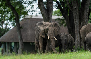 Elephants around Camp