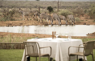 Lelapa Camp Pool - Zebras visiting