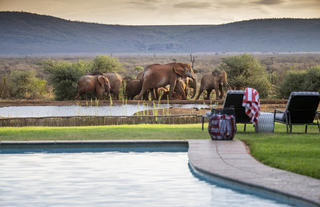 Lelapa Camp pool - Elephants visiting