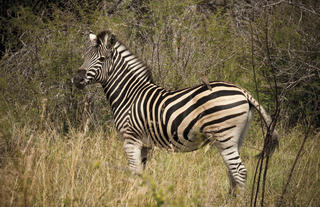 Burchell's zebra, a common sighting while on safari
