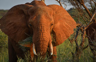 On safari - Elephant