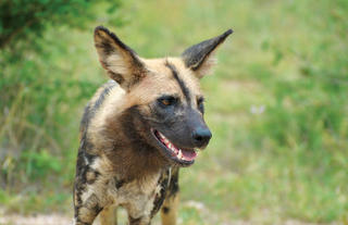 Signature specie - African Wild dog 