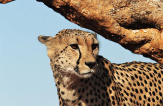 On safari  - Cheetah