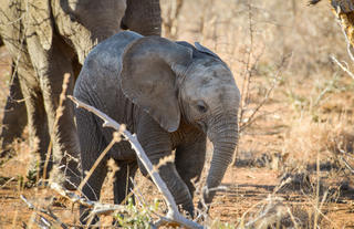 On safari - Baby elephant