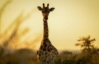 On safari  - Giraffe 