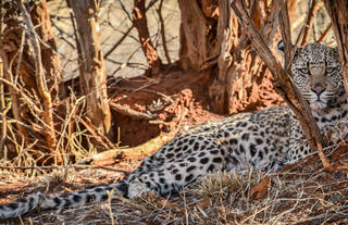 On safari - Leopard