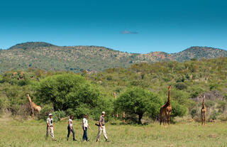 On Safari - Bush walk