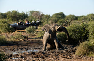 On safari - Game drive