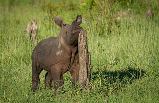 Baby rhino having a scratch