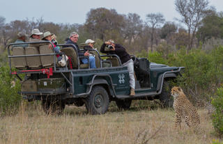 Cheetah and vehicle