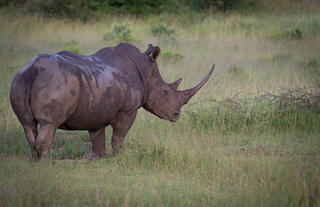 Female rhino