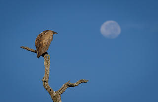 Vulture in the moon