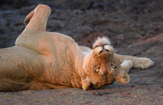 Lioness waking from her sleep