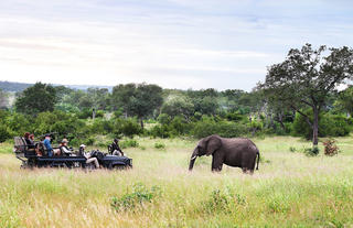 On safari at Londolozi