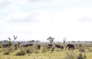 Elephants in Open Areas