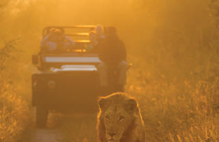 Vehicle tracking Lion