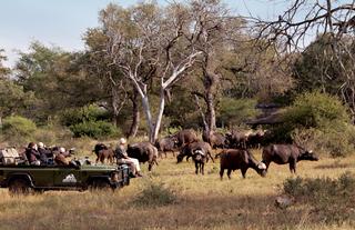 Herd of Buffalo at Kings Camp