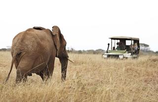 Oliver's Camp - Guests enjoying the view of a elephant while on a game drive