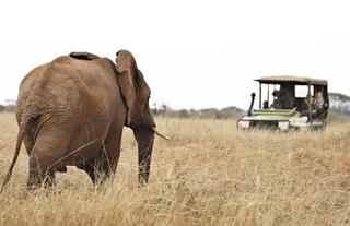 Oliver's - Game drive with Elephants