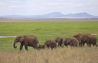 Oliver's - Elephant herd