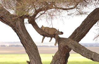 Oliver's - Leopard sleeping in a tree