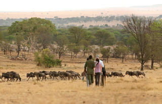 Sayari  - Walking safari with expert walking guide