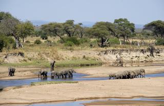 Elephant on the riverbed